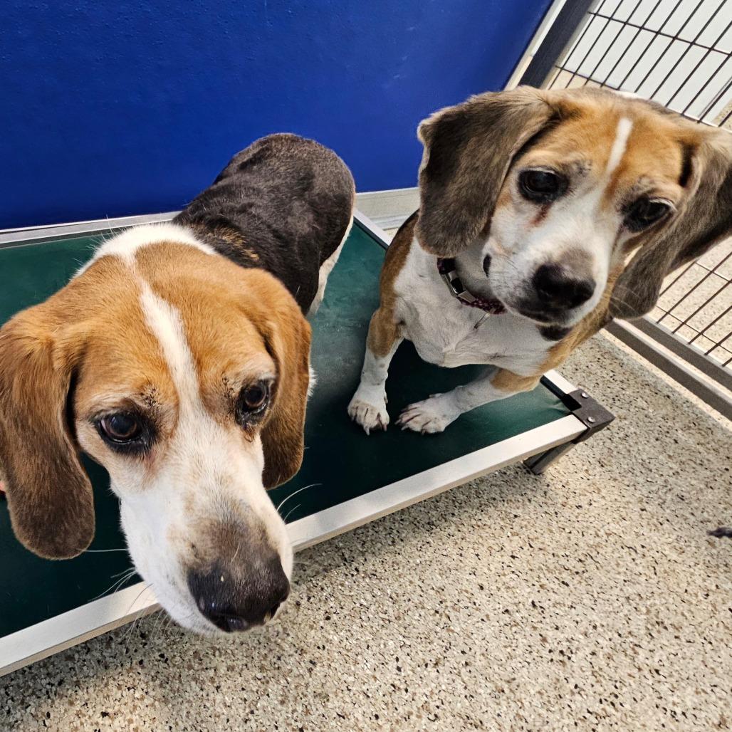Enlarge Max, a Adoptable Beagle in Middletown, NY image 1/1