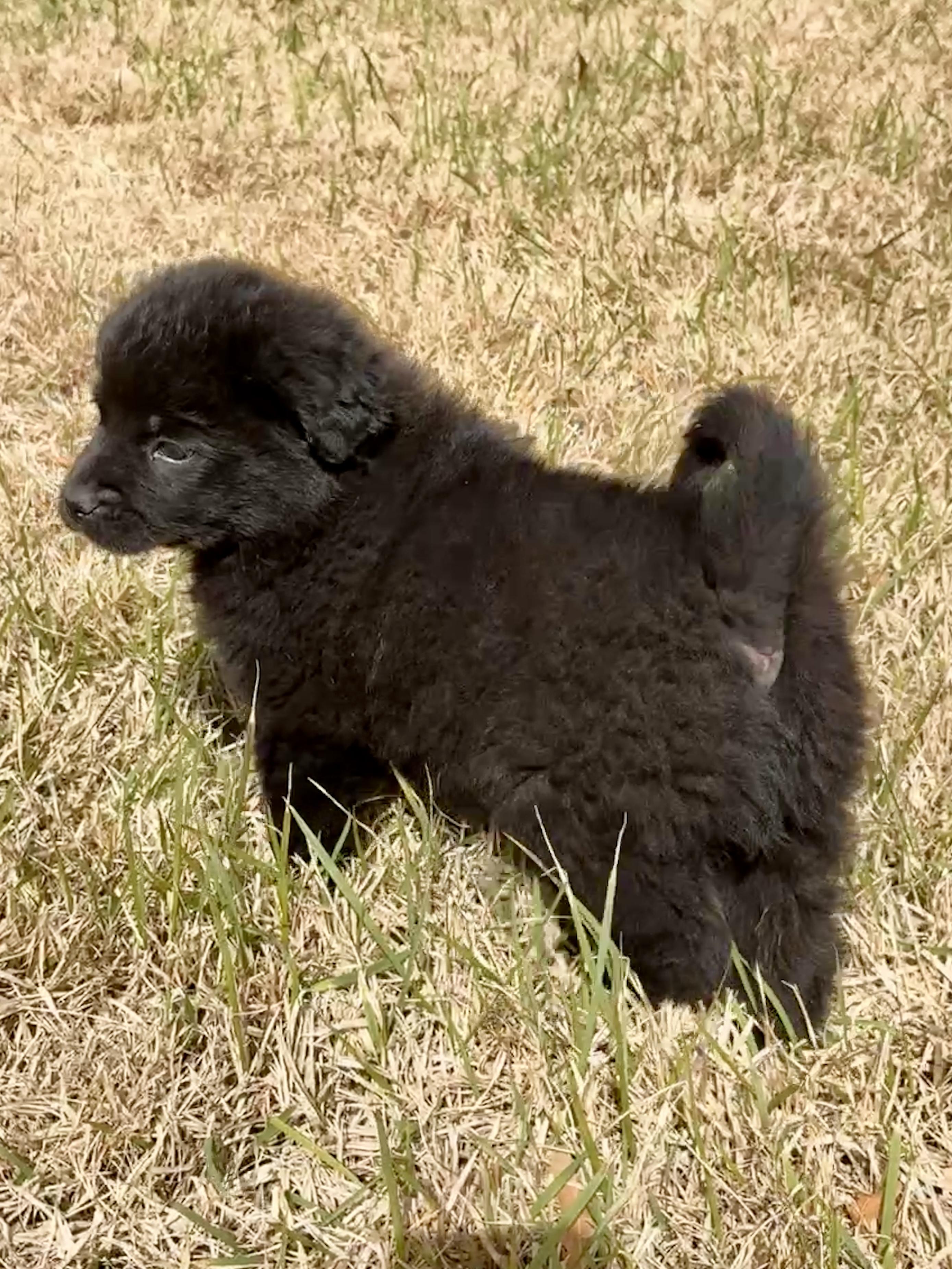 Molly, a Adoptable mixed breed in Arlington , VA image 4/6