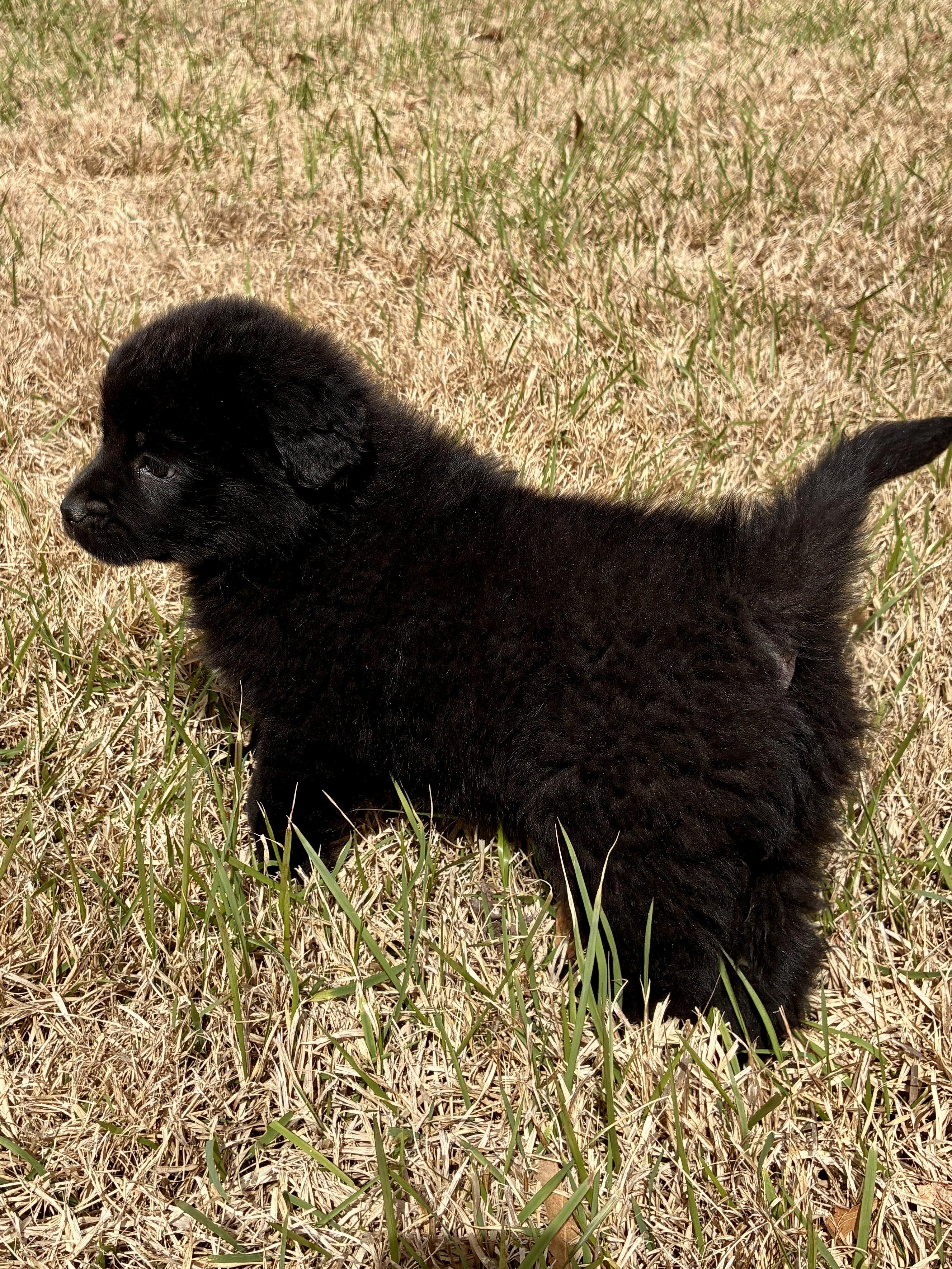 Molly, a Adoptable mixed breed in Arlington , VA image 3/6