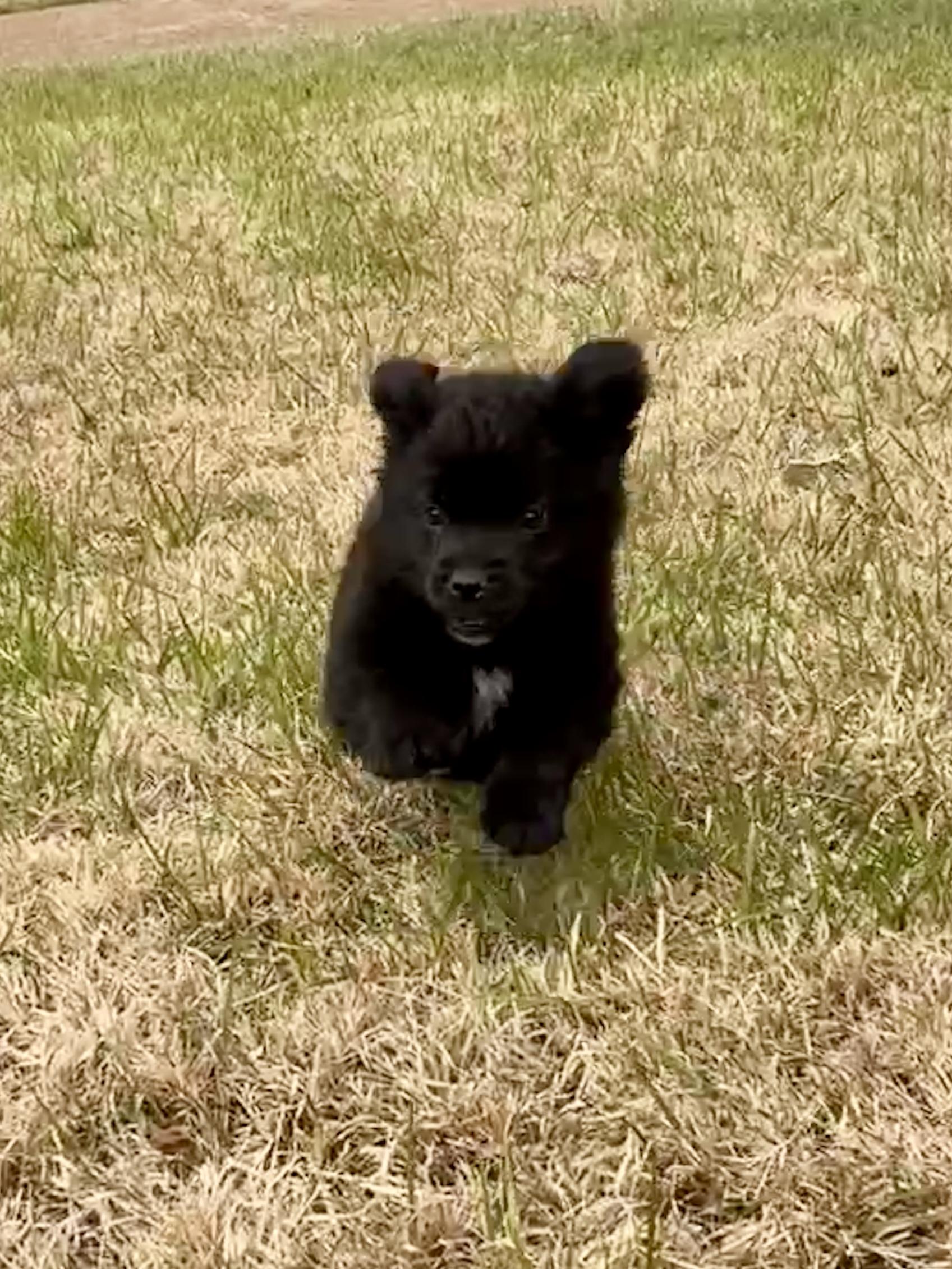 Molly, a Adoptable mixed breed in Arlington , VA image 5/6