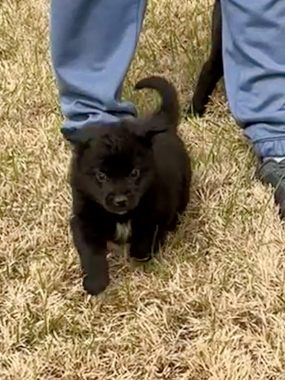 Molly, a Adoptable mixed breed in Arlington , VA image 1/6