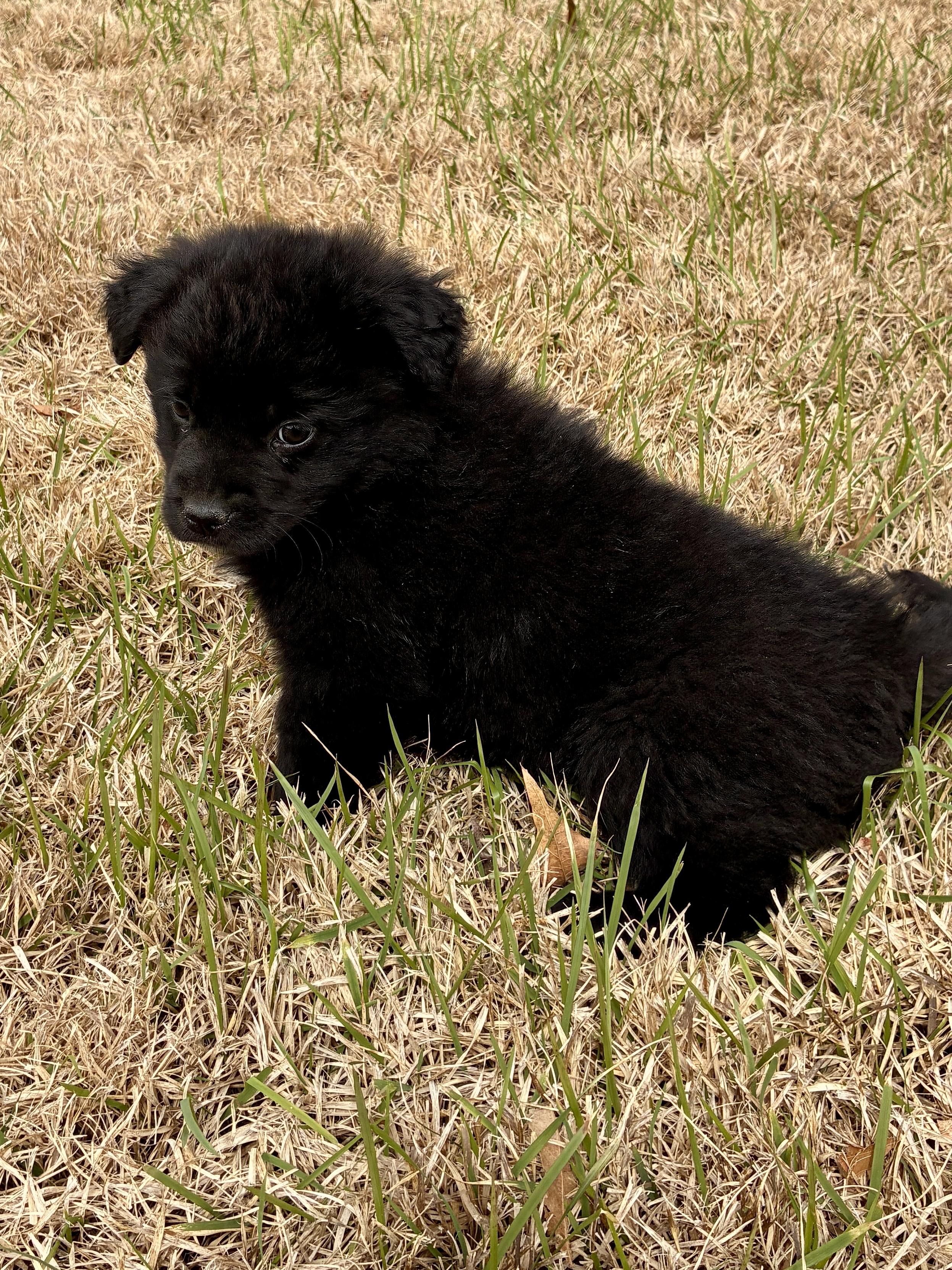Molly, a Adoptable mixed breed in Arlington , VA image 2/6
