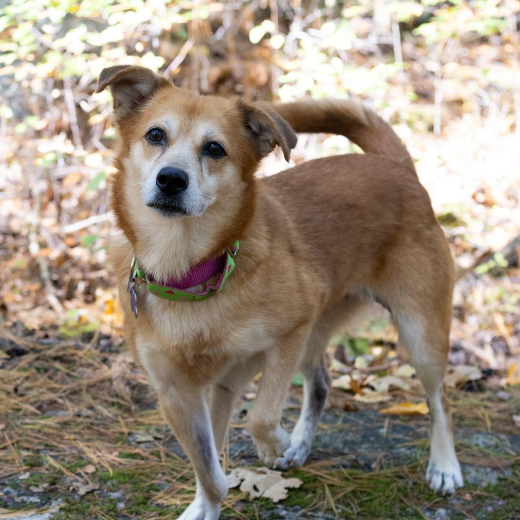 Asiago, Adoptable, Senior Female Shiba Inu & Mixed Breed.