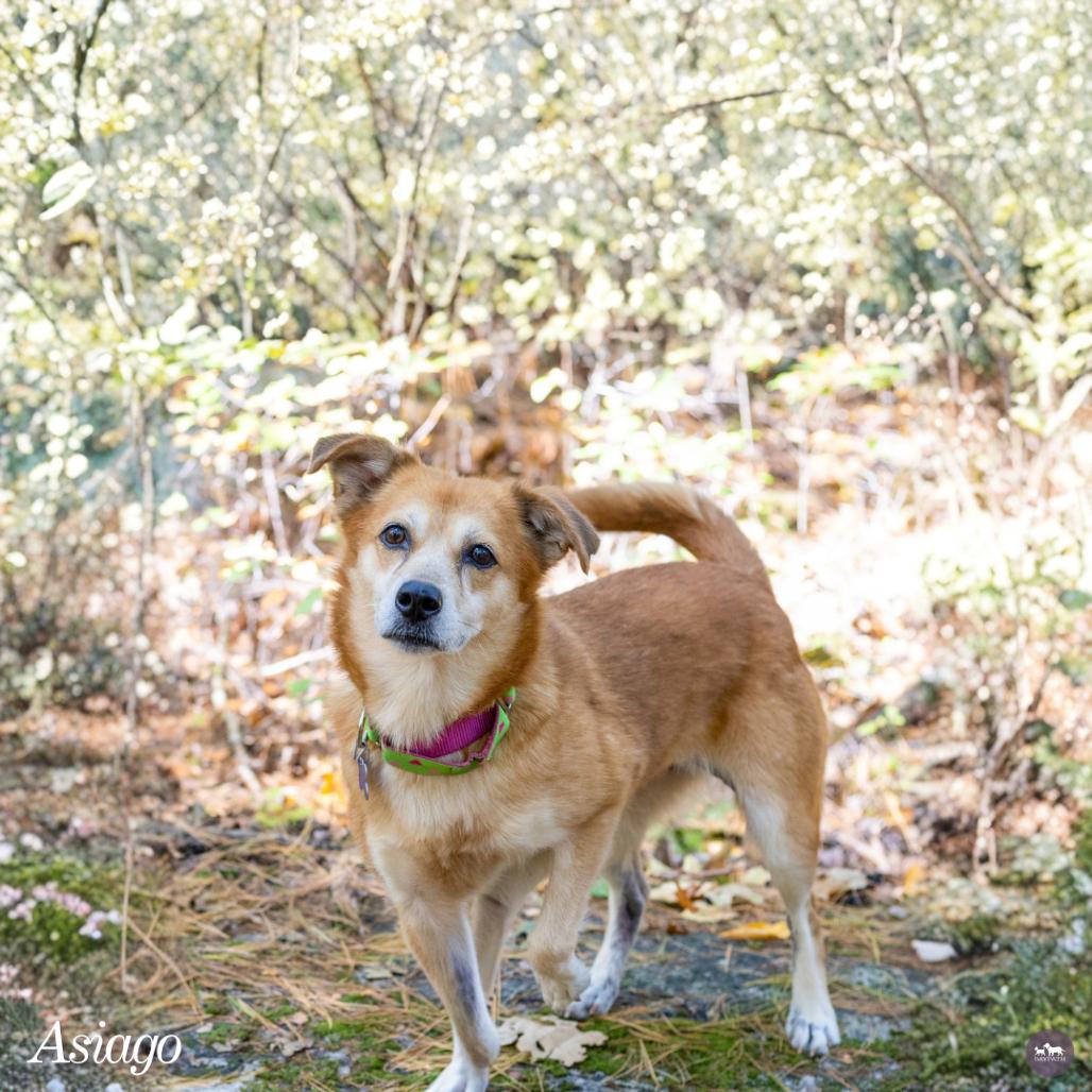 Enlarge Asiago, a Adoptable mixed breed in Hopkinton, MA image 2/5