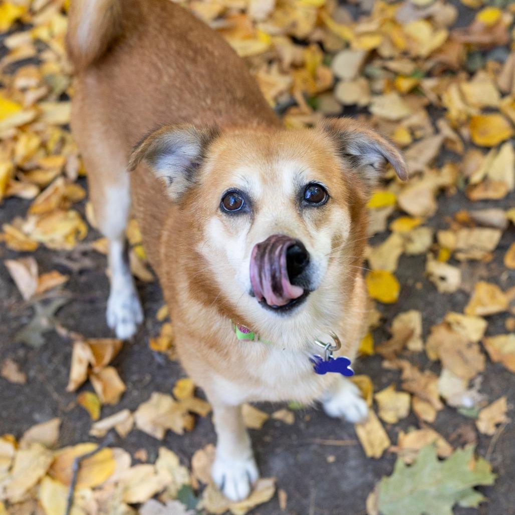 Enlarge Asiago, a Adoptable mixed breed in Hopkinton, MA image 3/5