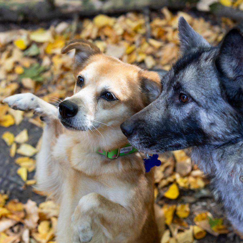 Enlarge Asiago, a Adoptable mixed breed in Hopkinton, MA image 4/5