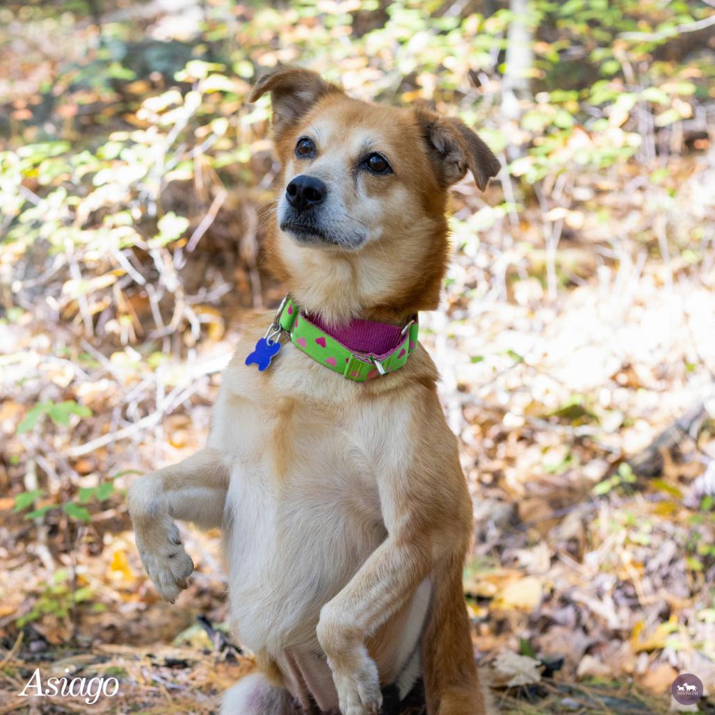 Enlarge Asiago, a Adoptable mixed breed in Hopkinton, MA image 5/5