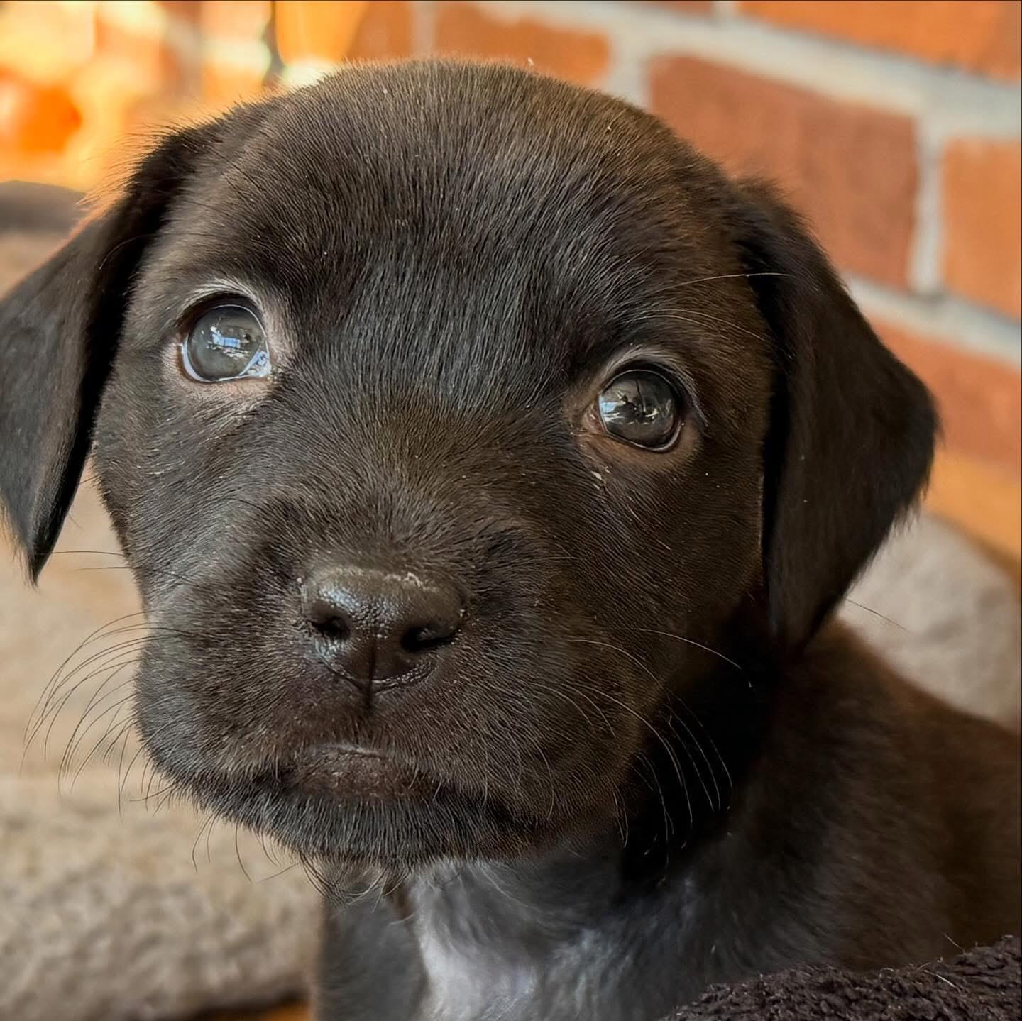Harold, a Adoptable mixed breed in O'Fallon, MO image 4/6