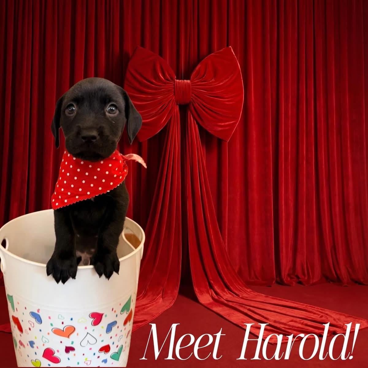 Harold, a Adoptable mixed breed in O'Fallon, MO image 5/6