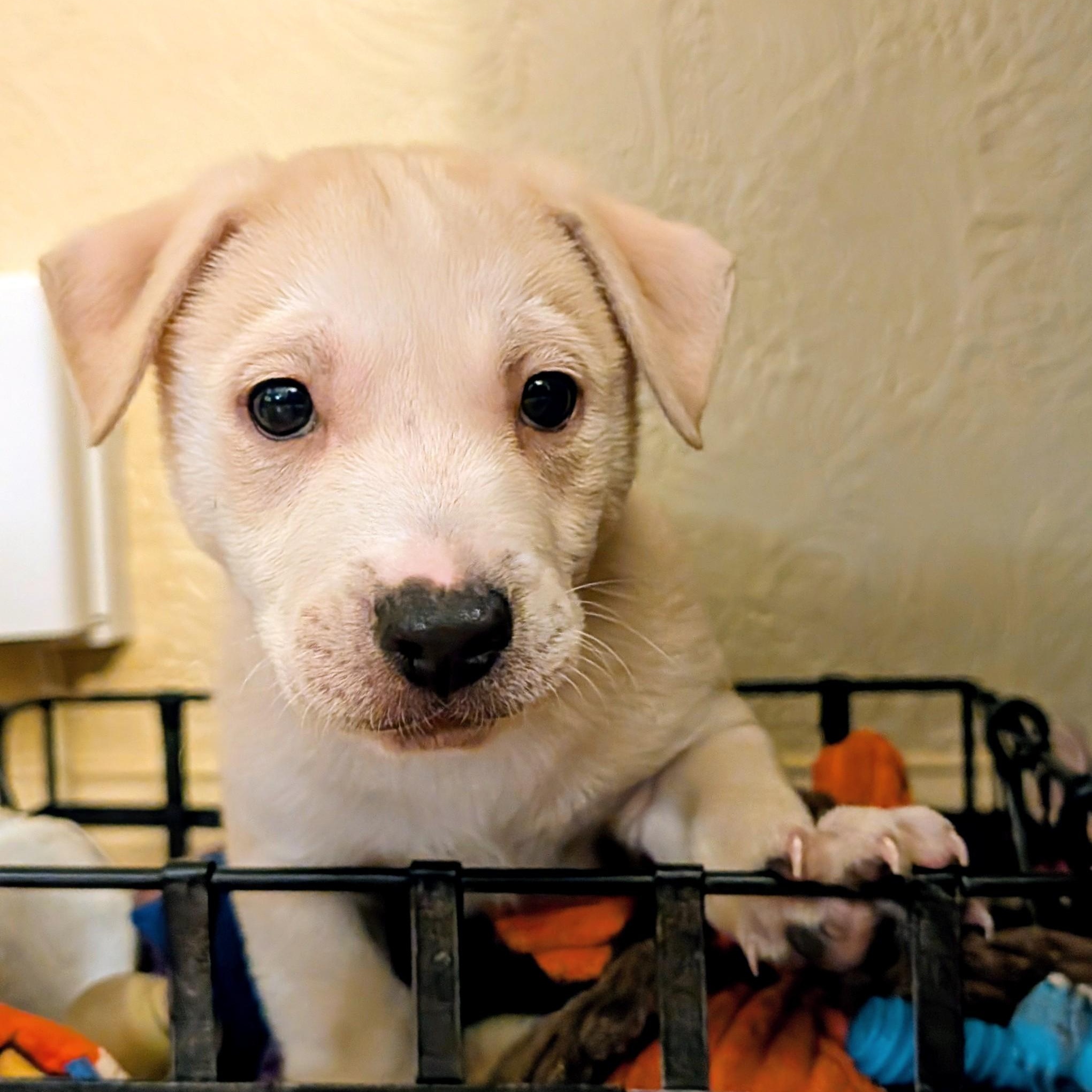 Enlarge Spirit, a ADOPTABLE mixed breed in Minneapolis, MN image 3/6