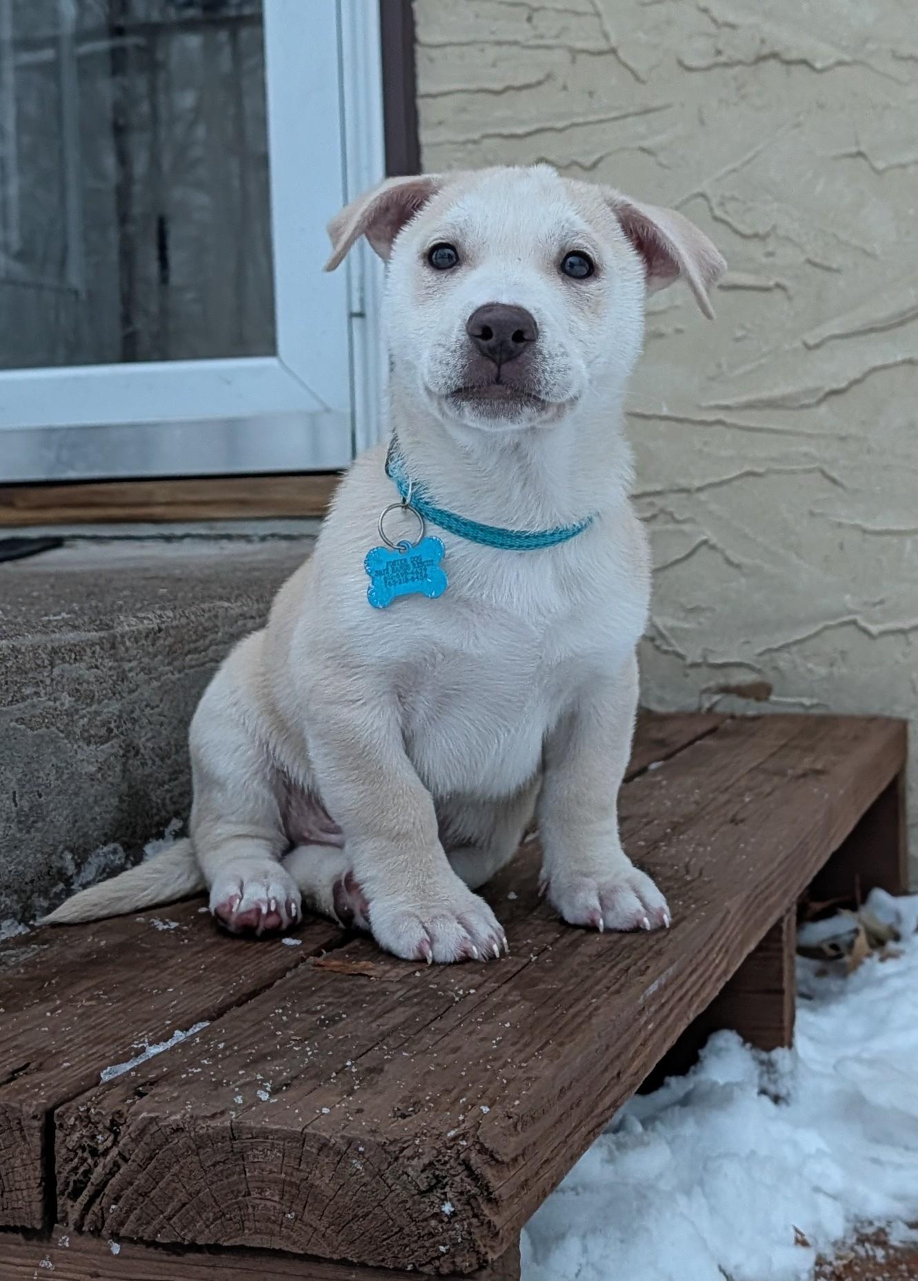 Enlarge Spirit, a ADOPTABLE mixed breed in Minneapolis, MN image 4/6