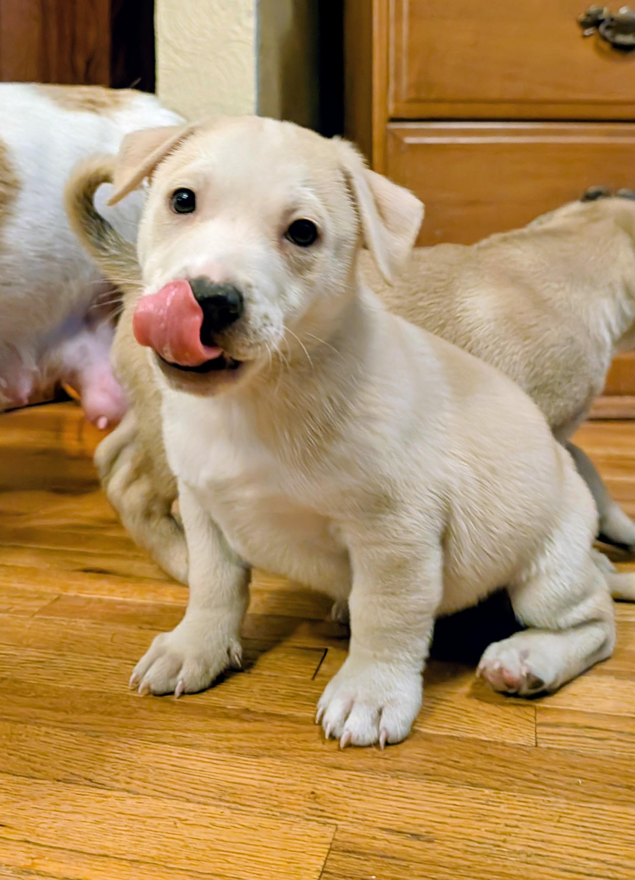 Enlarge Spirit, a ADOPTABLE mixed breed in Minneapolis, MN image 5/6