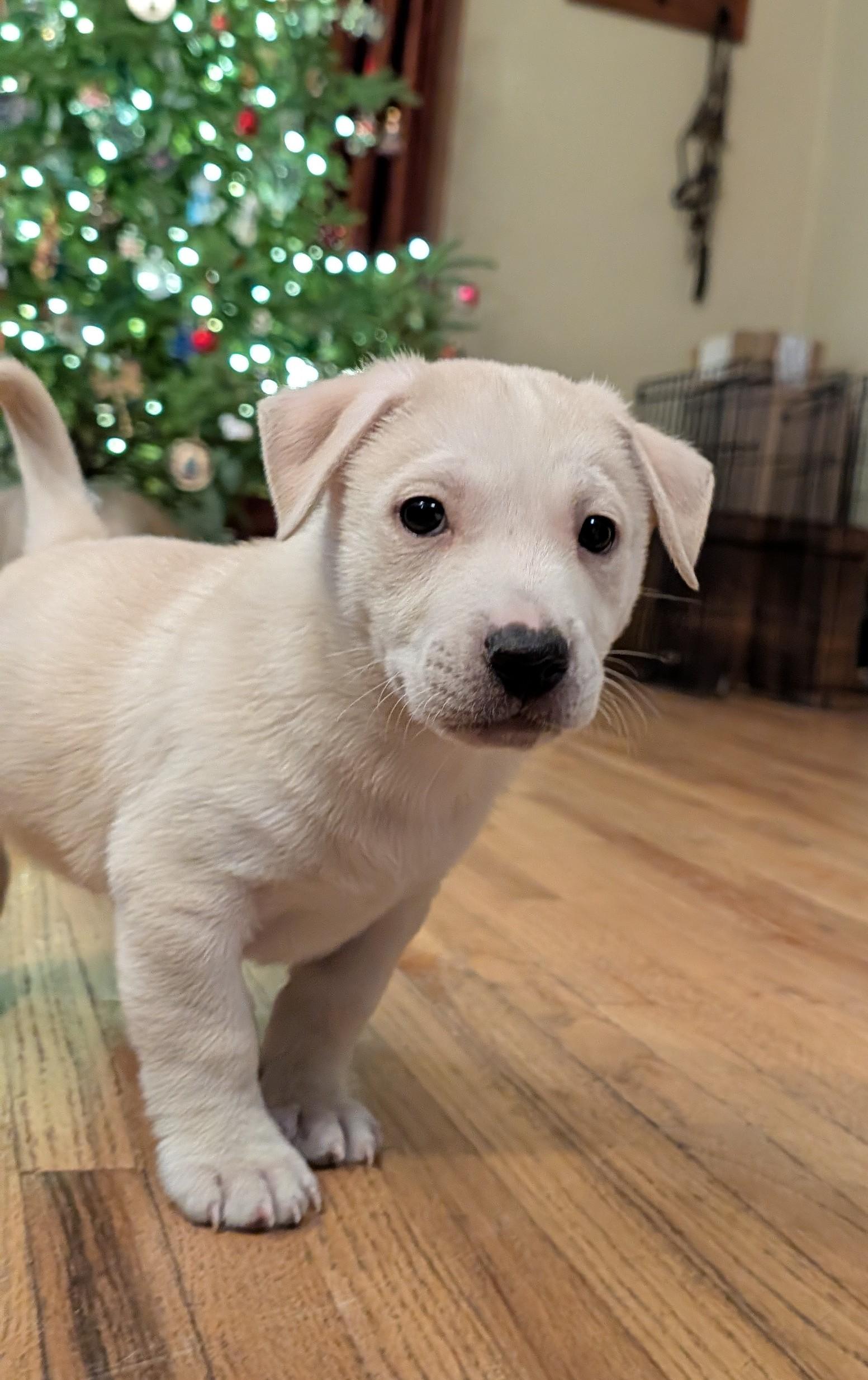 Spirit, ADOPTABLE, Puppy Male Terrier & Retriever.