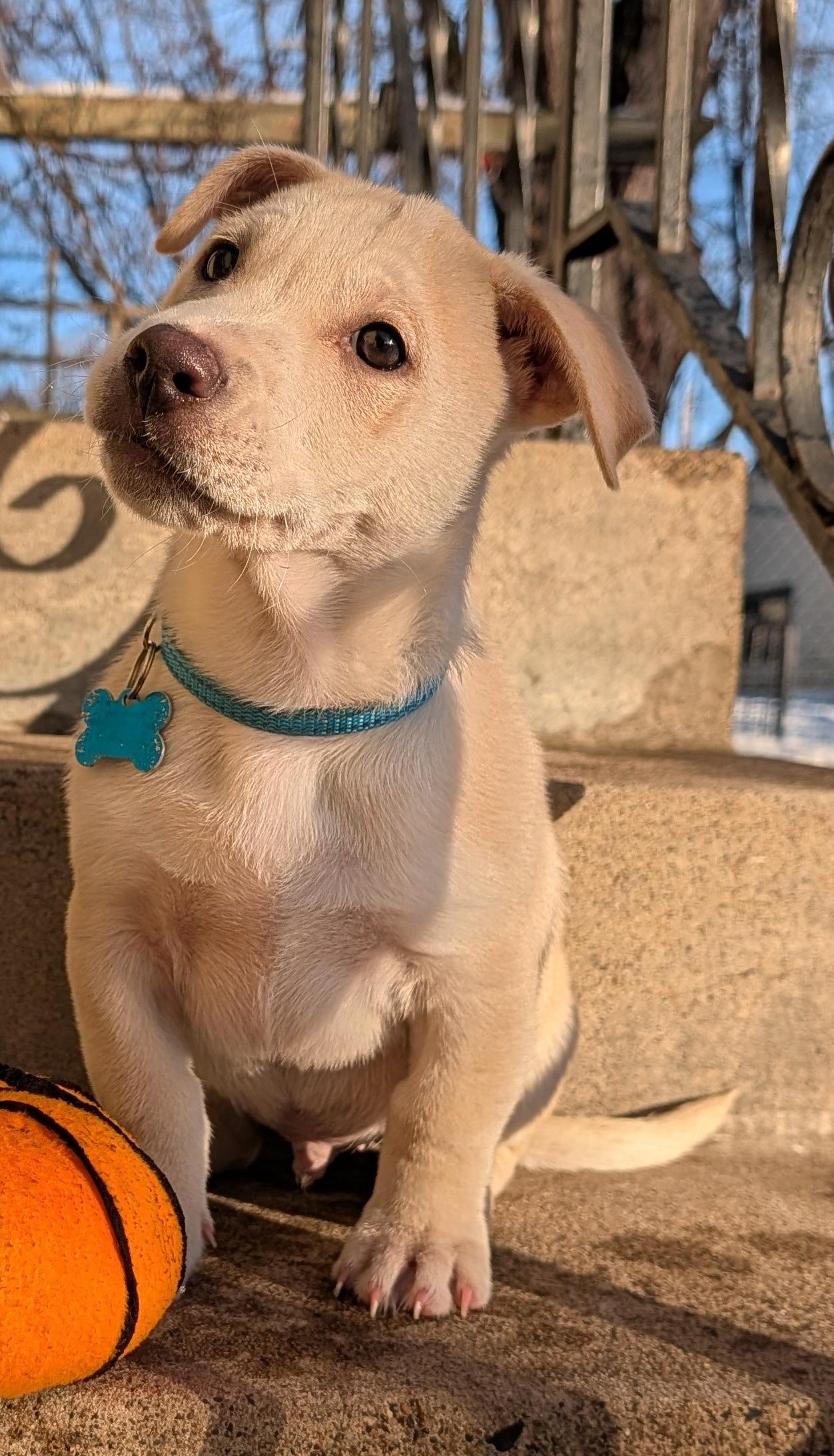 Enlarge Spirit, a ADOPTABLE mixed breed in Minneapolis, MN image 6/6