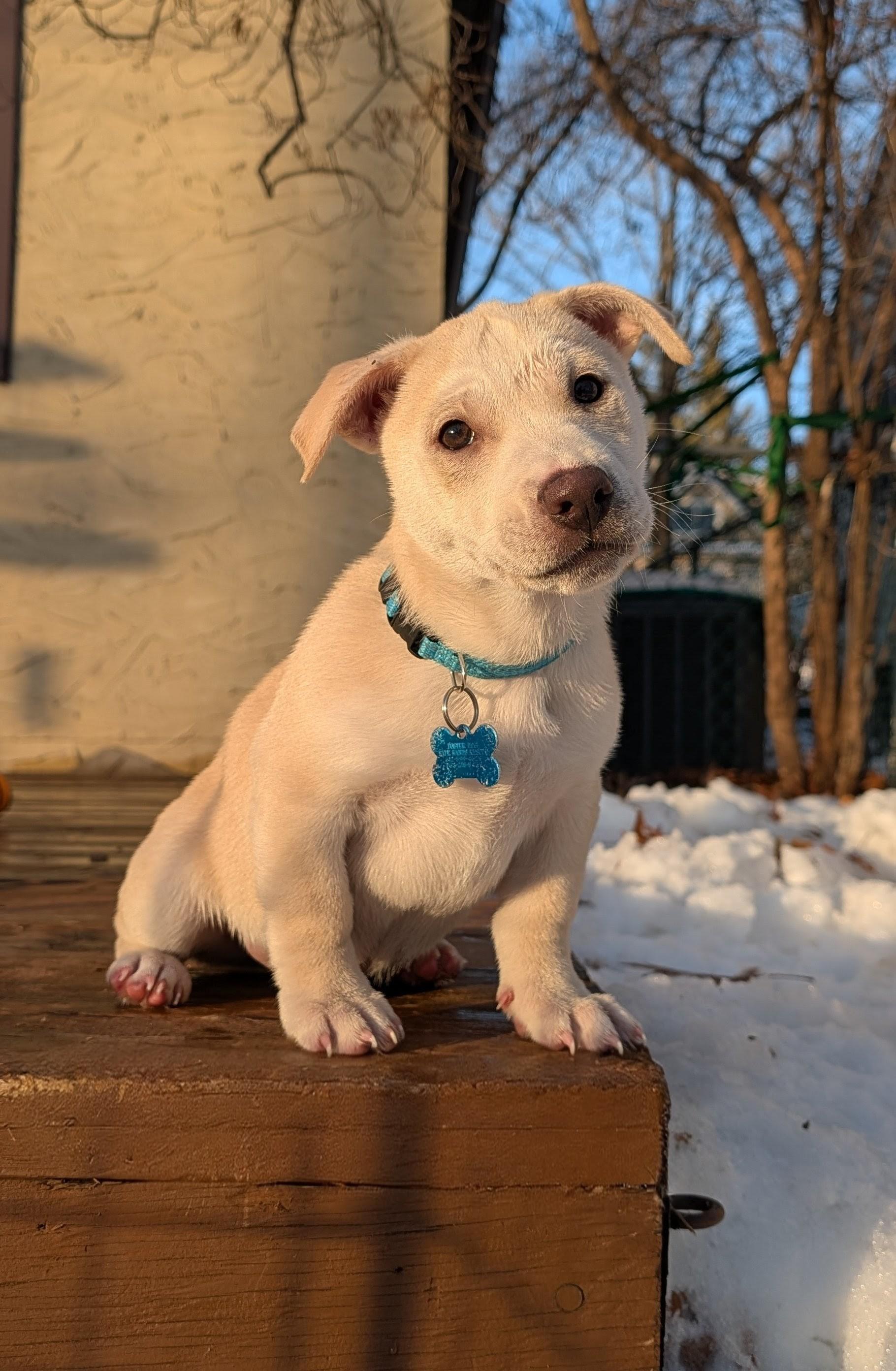 Enlarge Spirit, a ADOPTABLE mixed breed in Minneapolis, MN image 5/6