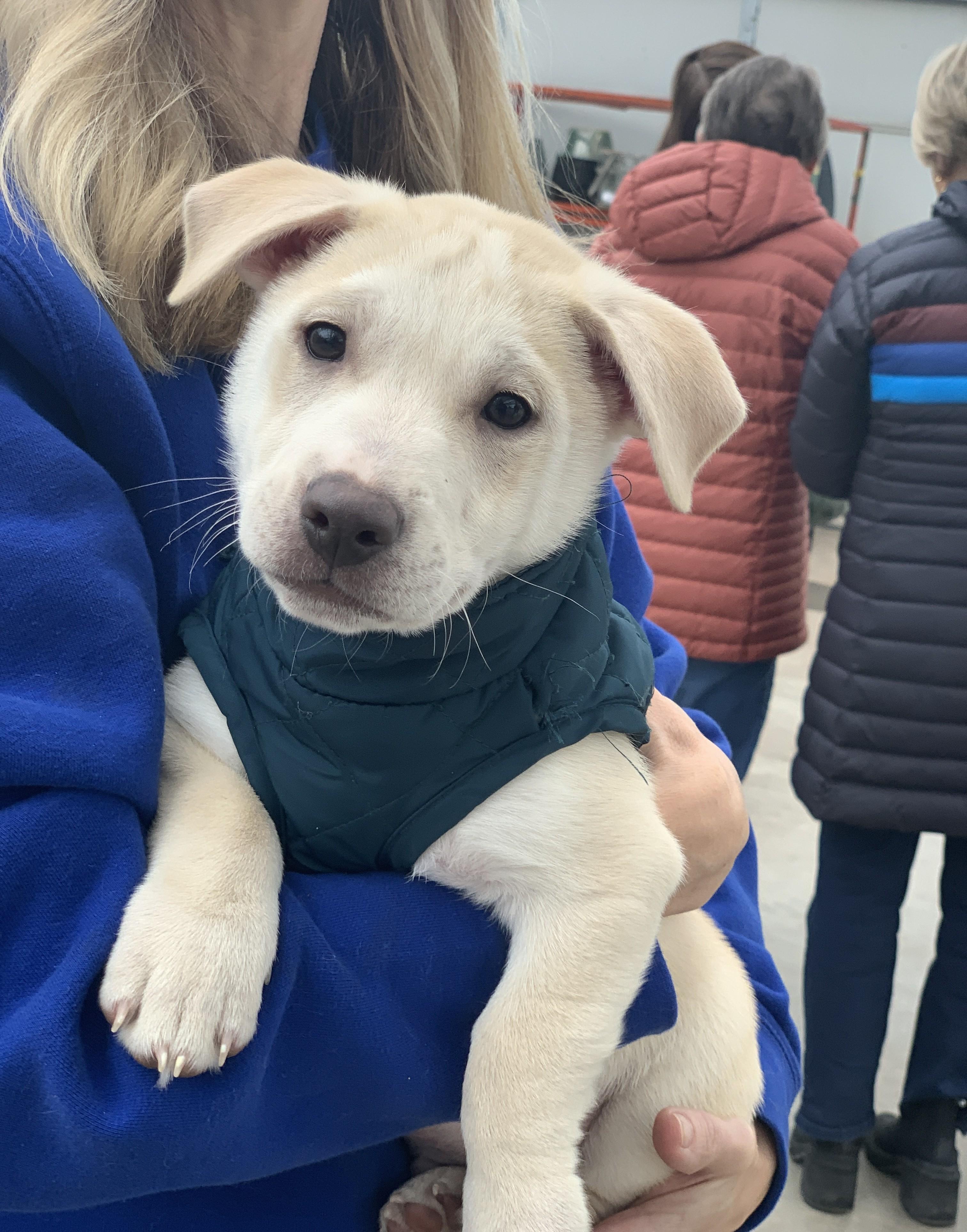 Enlarge Spirit, a ADOPTABLE mixed breed in Minneapolis, MN image 3/6