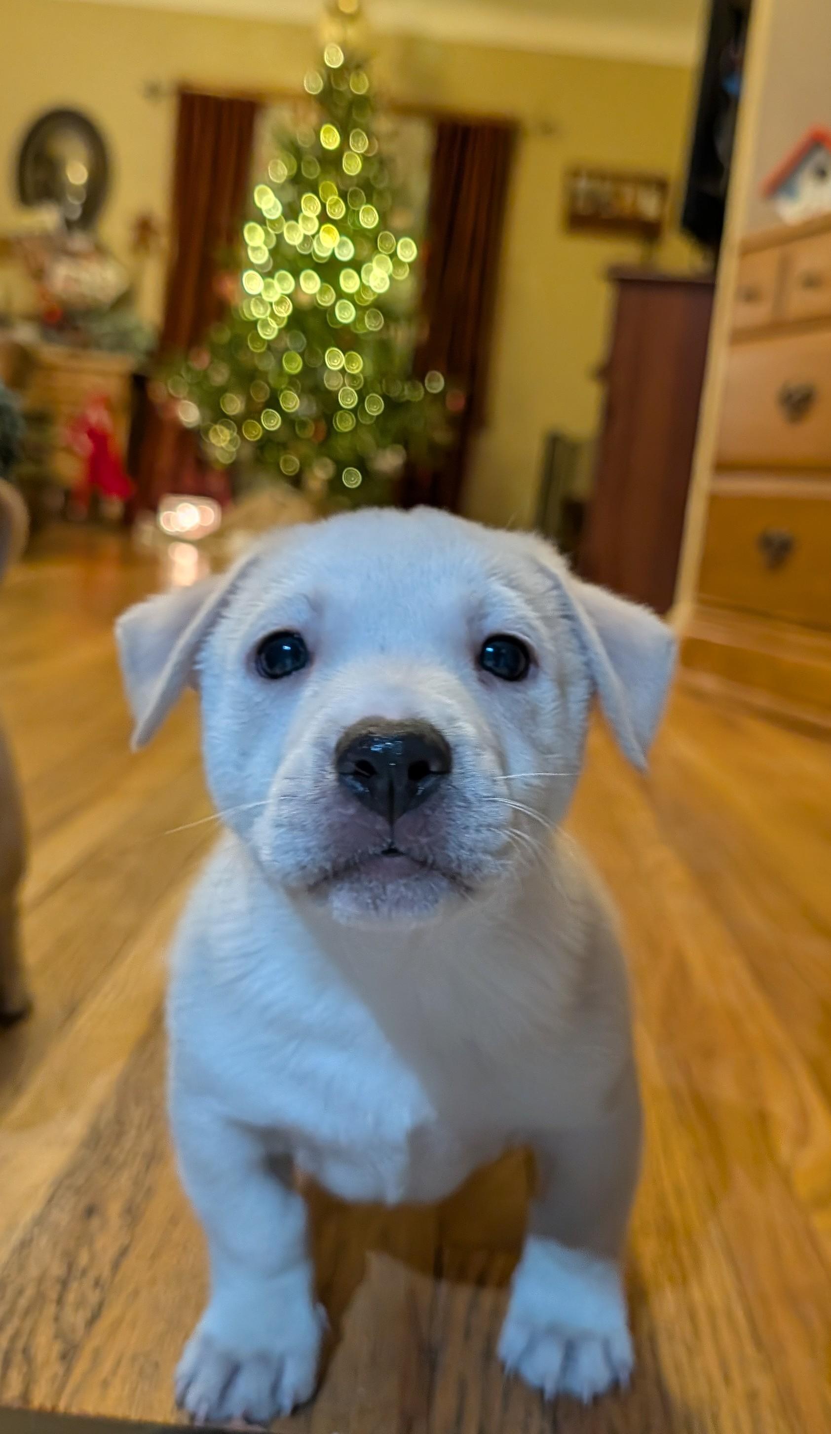 Enlarge Spirit, a ADOPTABLE mixed breed in Minneapolis, MN image 2/6