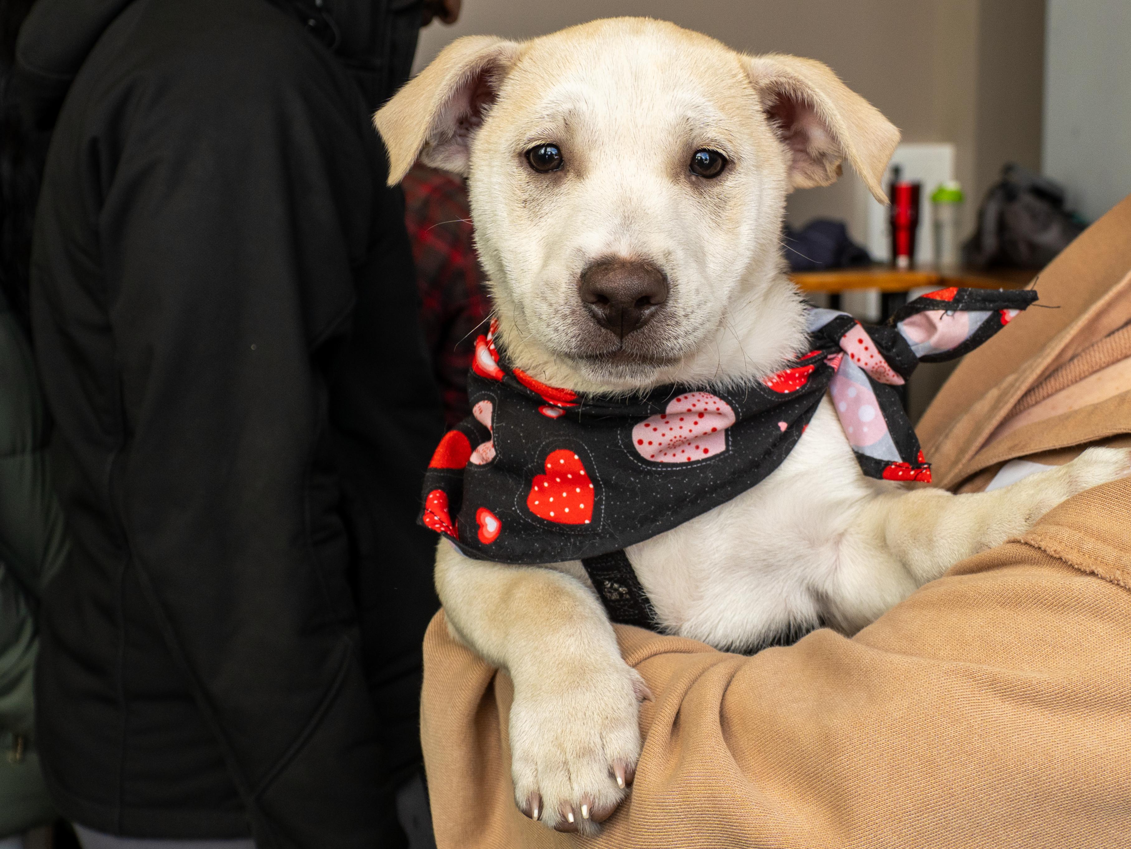Enlarge Spirit, a ADOPTABLE mixed breed in Minneapolis, MN image 1/6