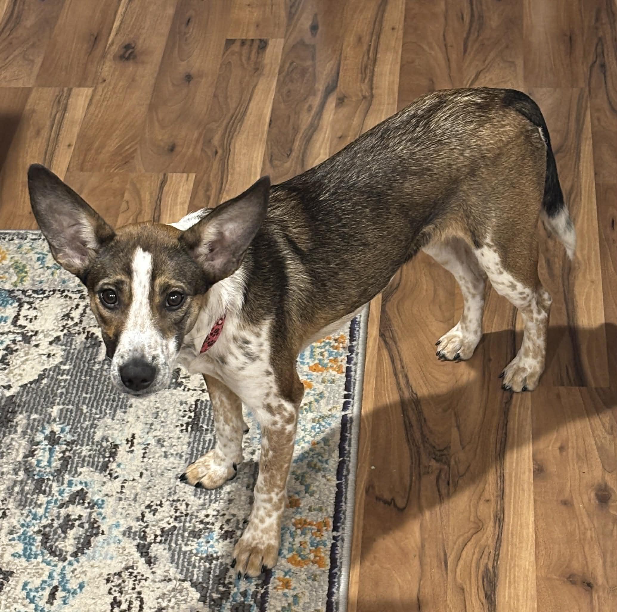 Enlarge Darla, a ADOPTABLE mixed breed in Grand Rapids, MI image 3/3