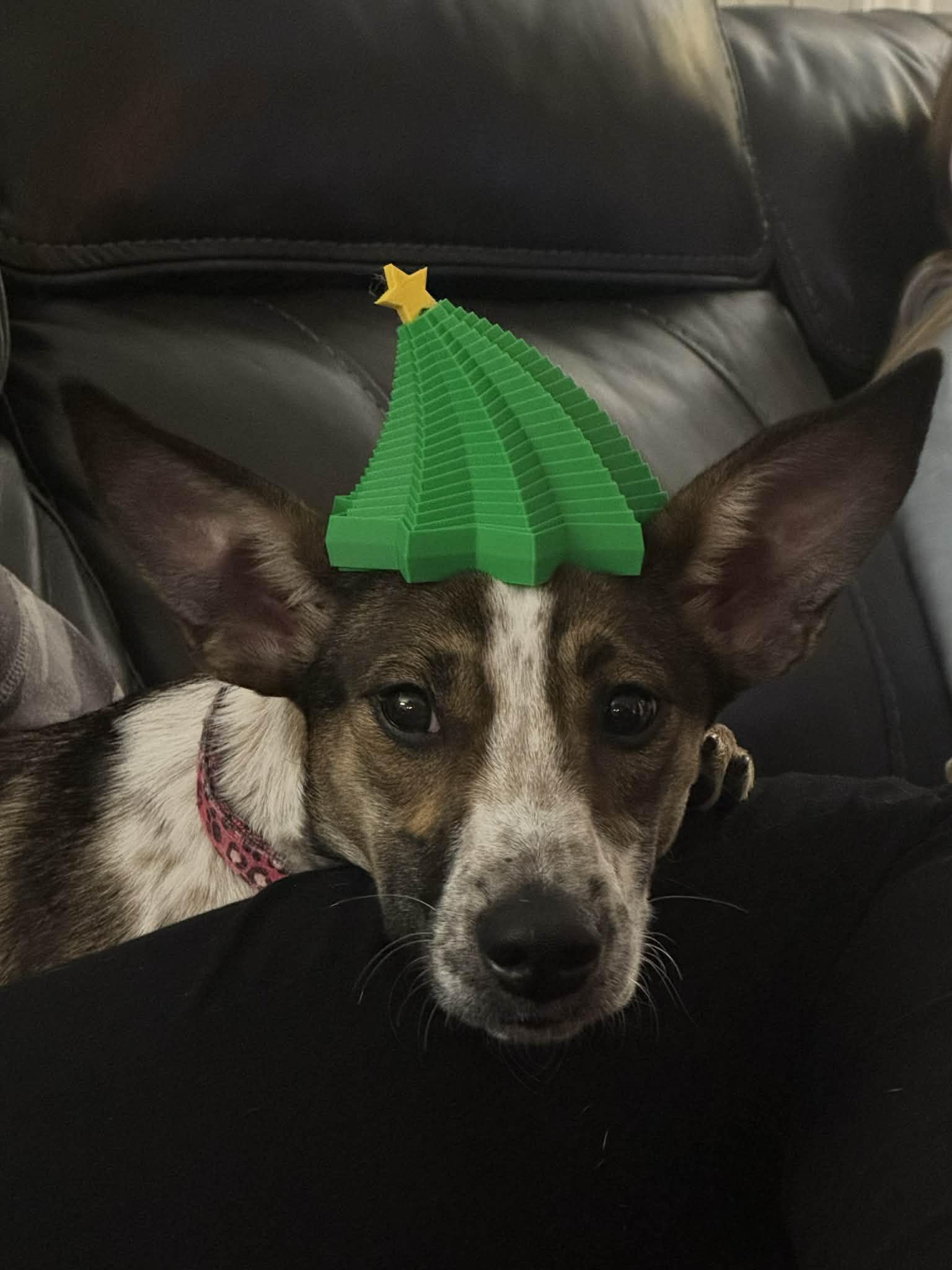 Enlarge Darla, a ADOPTABLE mixed breed in Grand Rapids, MI image 2/3