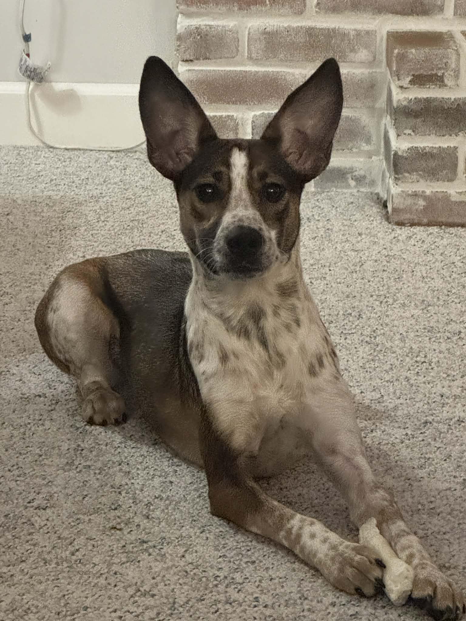 Enlarge Darla, a ADOPTABLE mixed breed in Grand Rapids, MI image 1/3