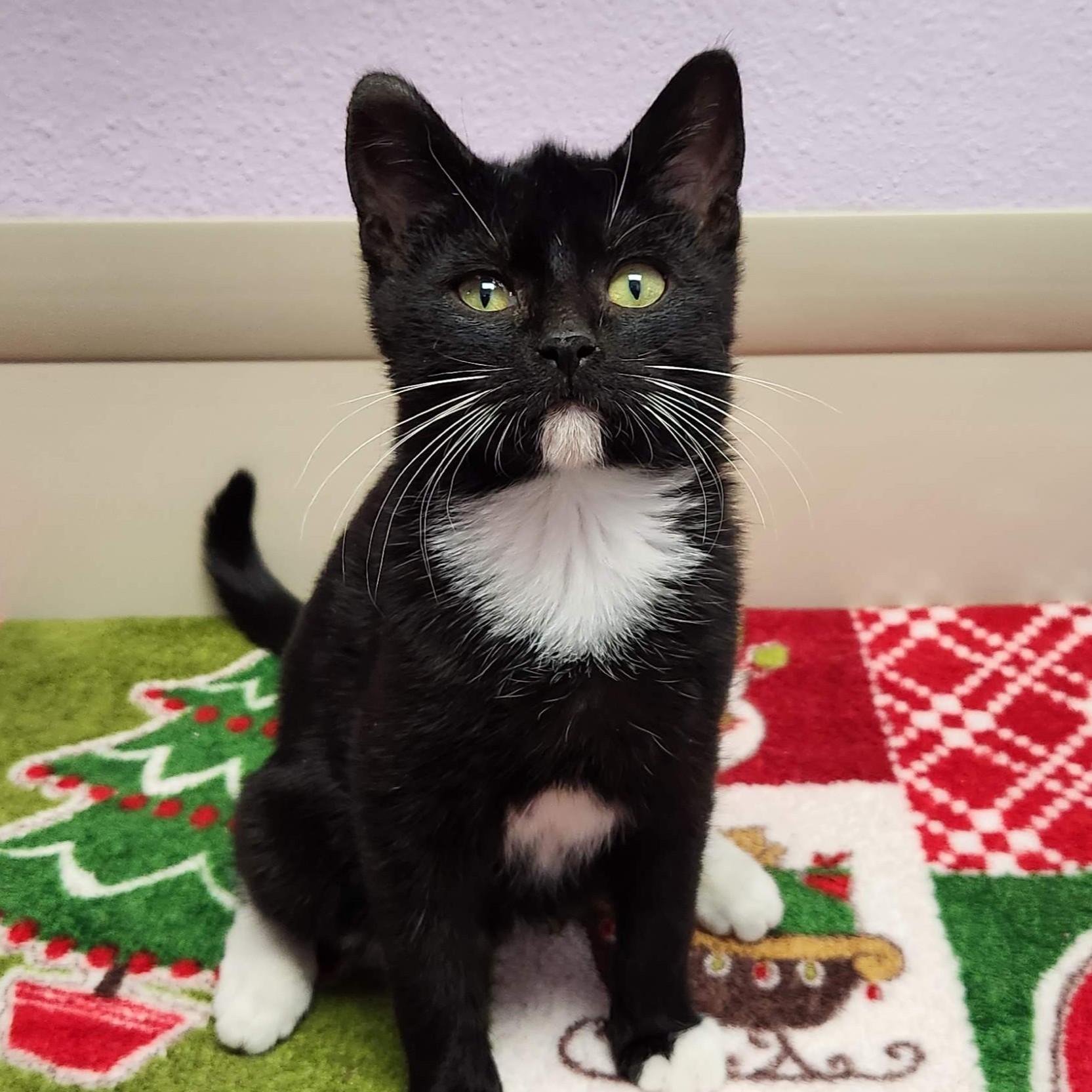 Enlarge Caterpillar, an adopted Domestic Short Hair in Marshfield, WI image 1/4