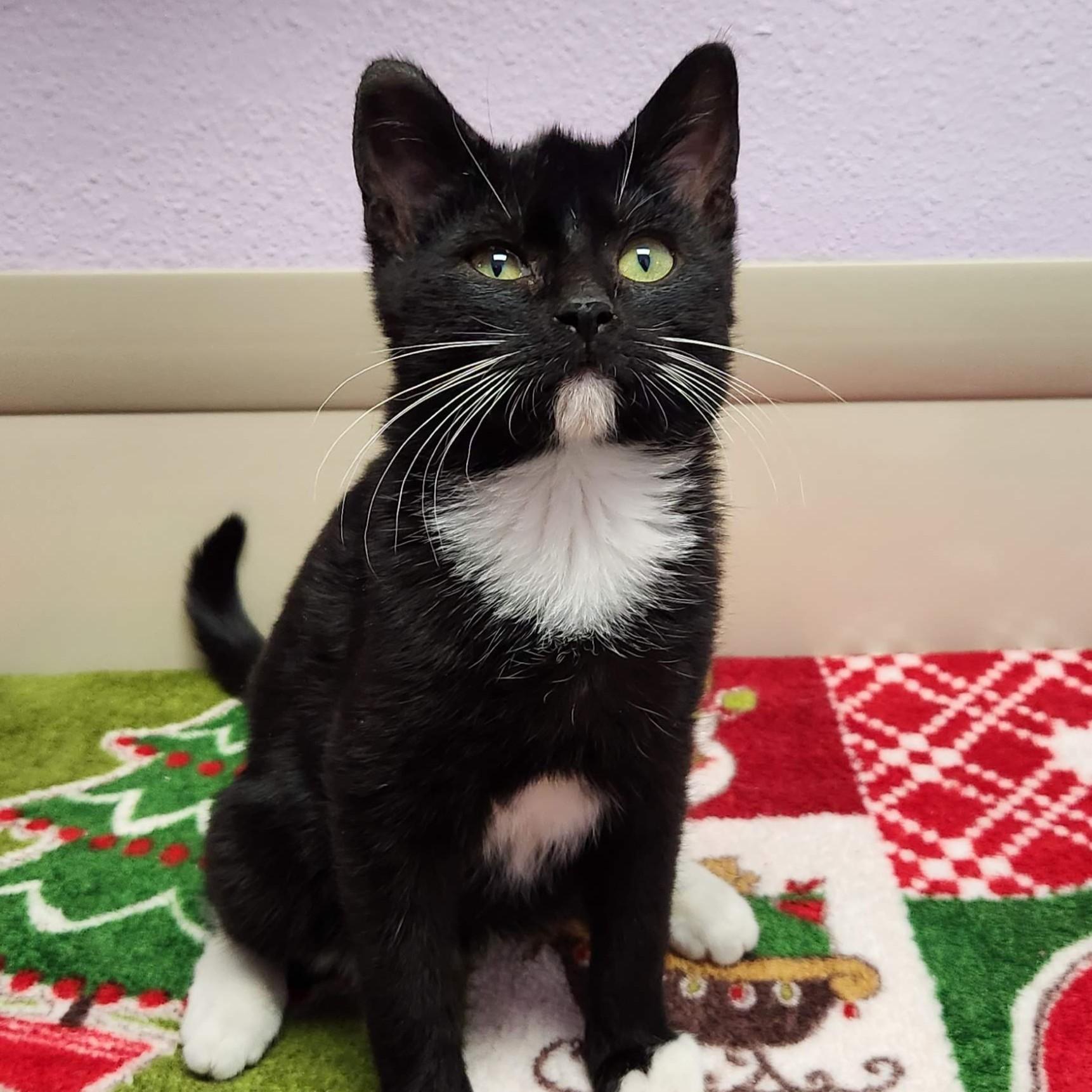 Enlarge Caterpillar, an adopted Domestic Short Hair in Marshfield, WI image 2/4