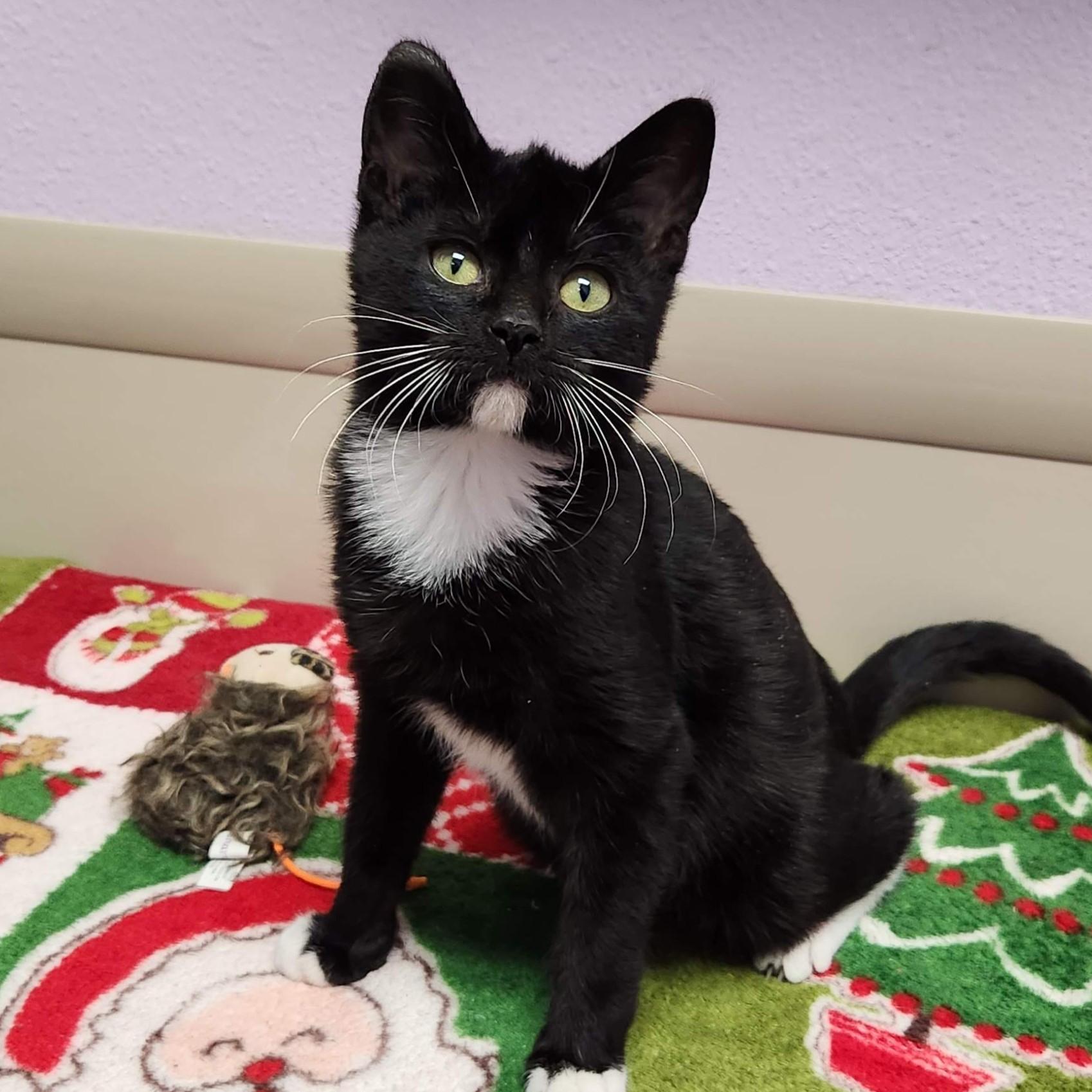 Enlarge Caterpillar, an adopted Domestic Short Hair in Marshfield, WI image 3/4