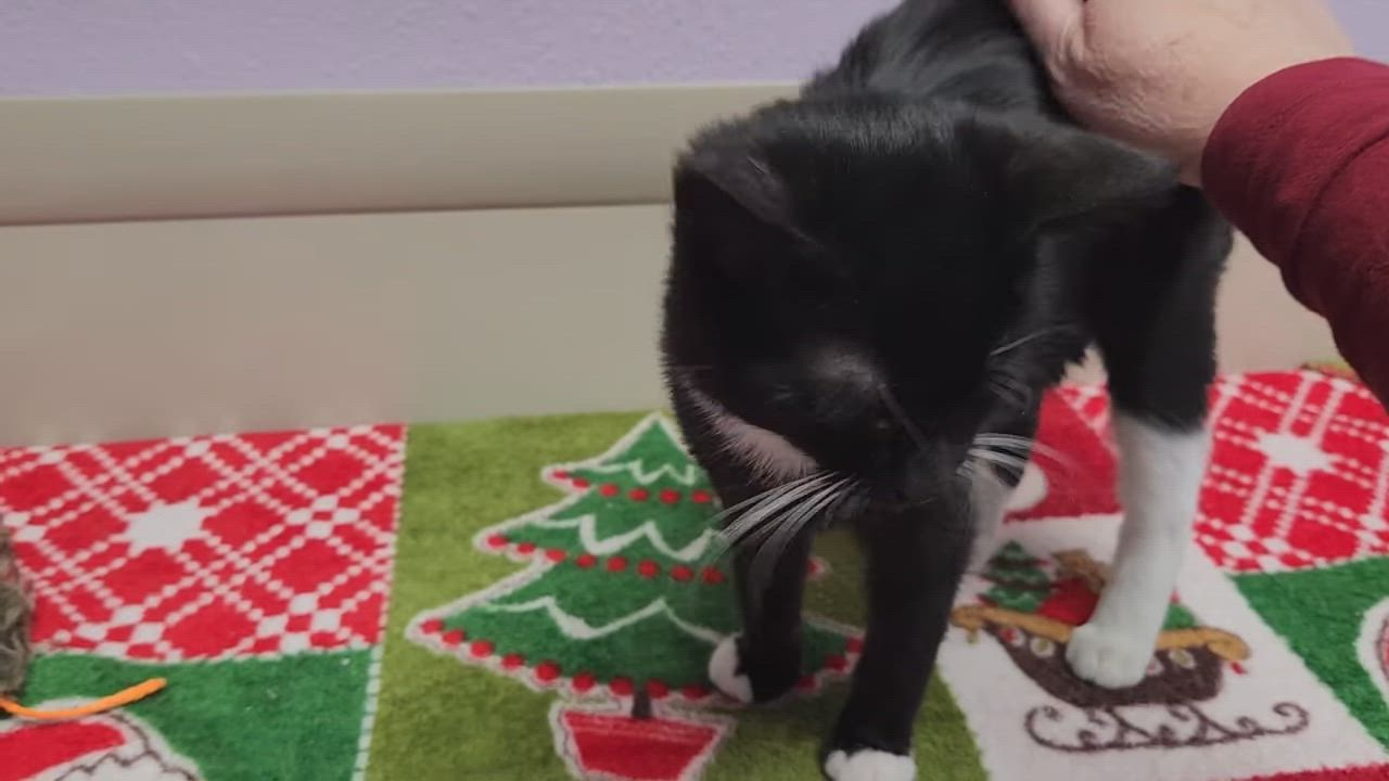 Enlarge Caterpillar, an adopted Domestic Short Hair in Marshfield, WI video 4/4