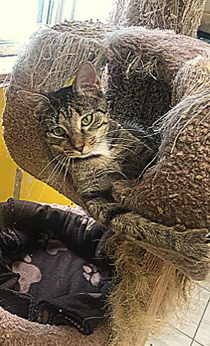 Enlarge YUKON!, an adoptable mixed breed in Owensboro, KY image 2/4