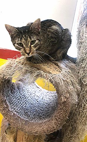 Enlarge YUKON!, an adoptable mixed breed in Owensboro, KY image 3/4