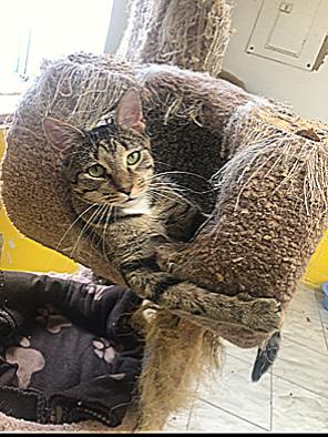 Enlarge YUKON!, an adoptable mixed breed in Owensboro, KY image 1/4