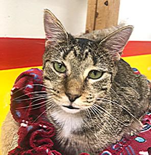 Enlarge YUKON!, an adoptable mixed breed in Owensboro, KY image 4/4