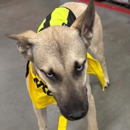 Enlarge Blue, an adopted mixed breed in Indianapolis, IN image 4/6