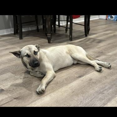 Enlarge Blue, an adopted mixed breed in Indianapolis, IN image 5/6