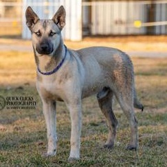 Enlarge Blue, an adopted mixed breed in Indianapolis, IN image 1/6
