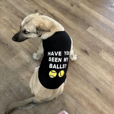 Enlarge Blue, an adopted mixed breed in Indianapolis, IN image 6/6