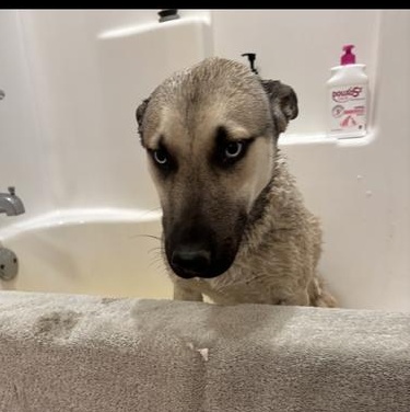 Enlarge Blue, an adopted mixed breed in Indianapolis, IN image 3/6