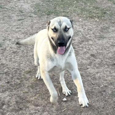 Enlarge Blue, an adopted mixed breed in Indianapolis, IN image 2/6