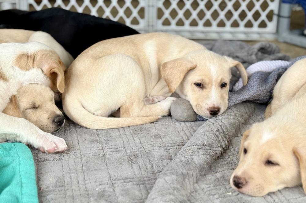 Enlarge Norma, a Adoptable mixed breed in Wildomar, CA image 2/2