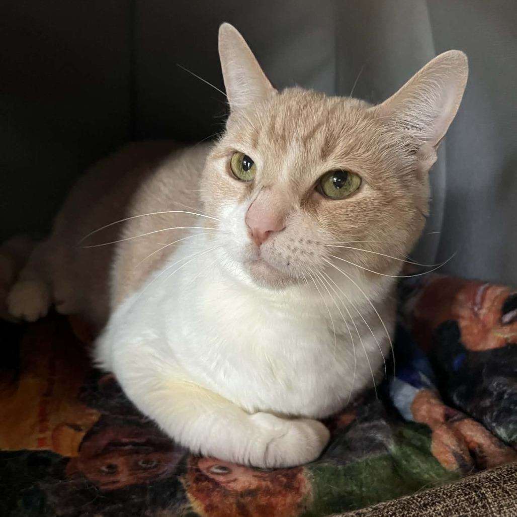Penny Lane, Adoptable, Senior Female American Shorthair.