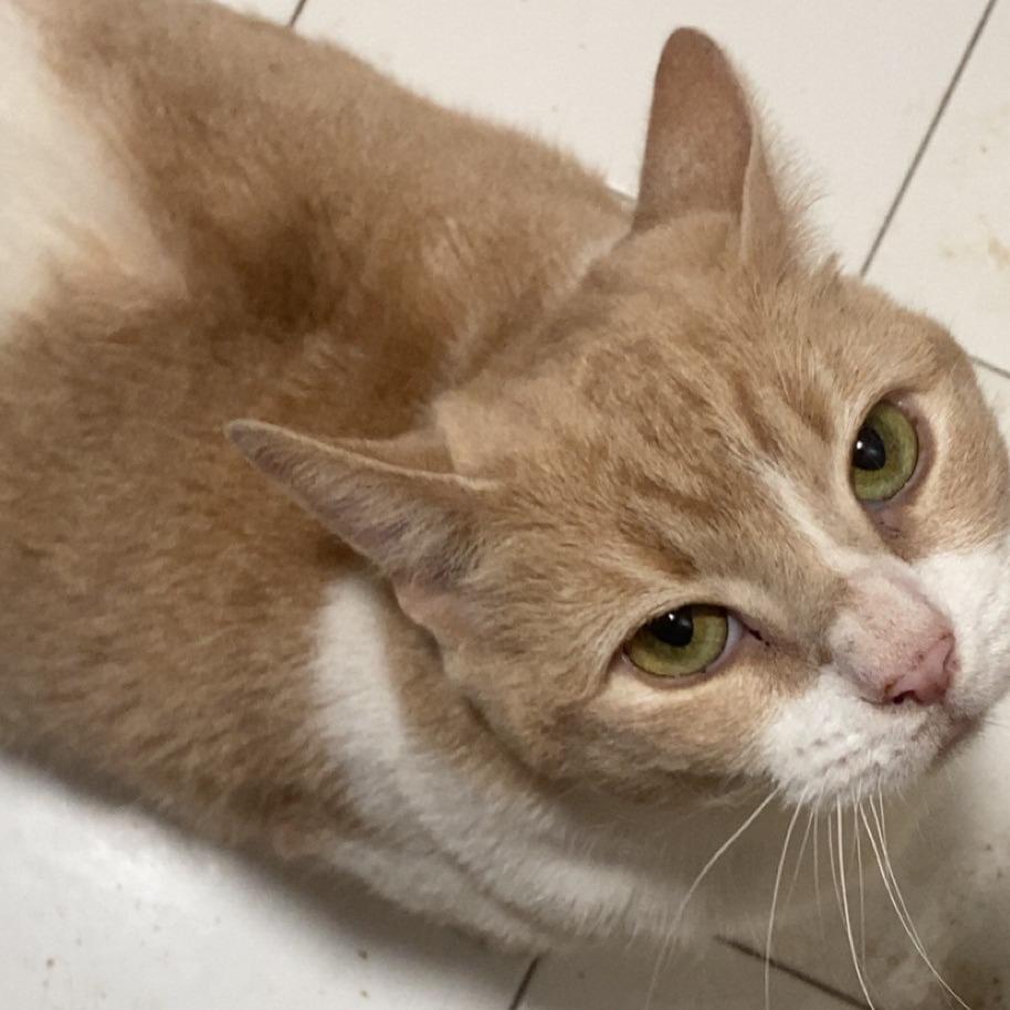 Penny Lane, a Adoptable American Shorthair in Hampton Bays, NY image 3/3