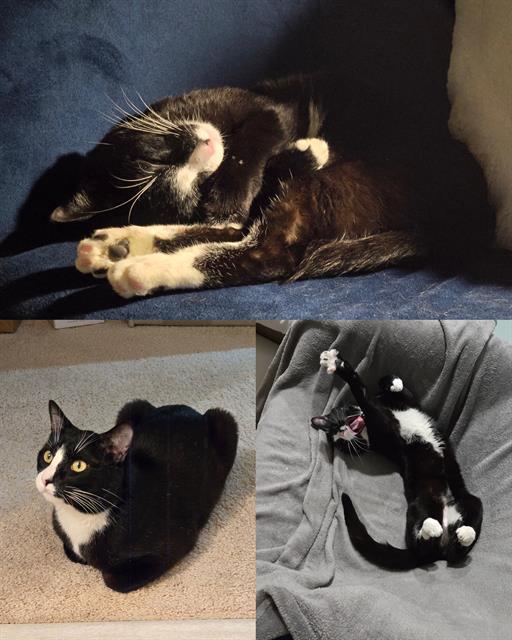 Enlarge PIZZA, a Adoptable Domestic Short Hair in Kent, WA image 1/1