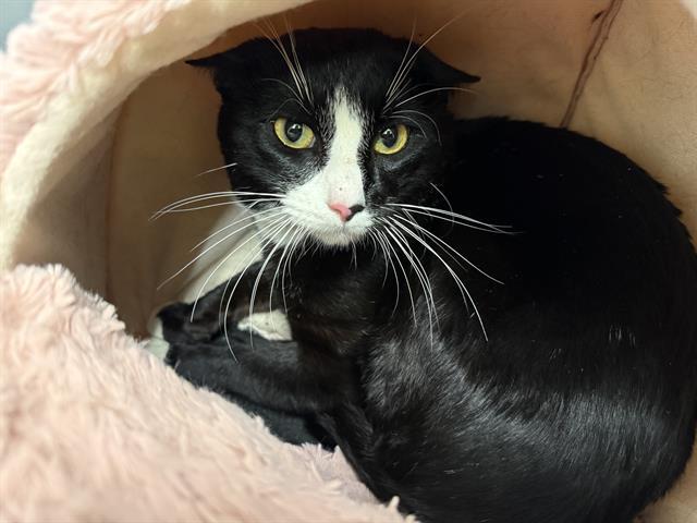 Enlarge PIZZA, a Adoptable Domestic Short Hair in Kent, WA image 1/1