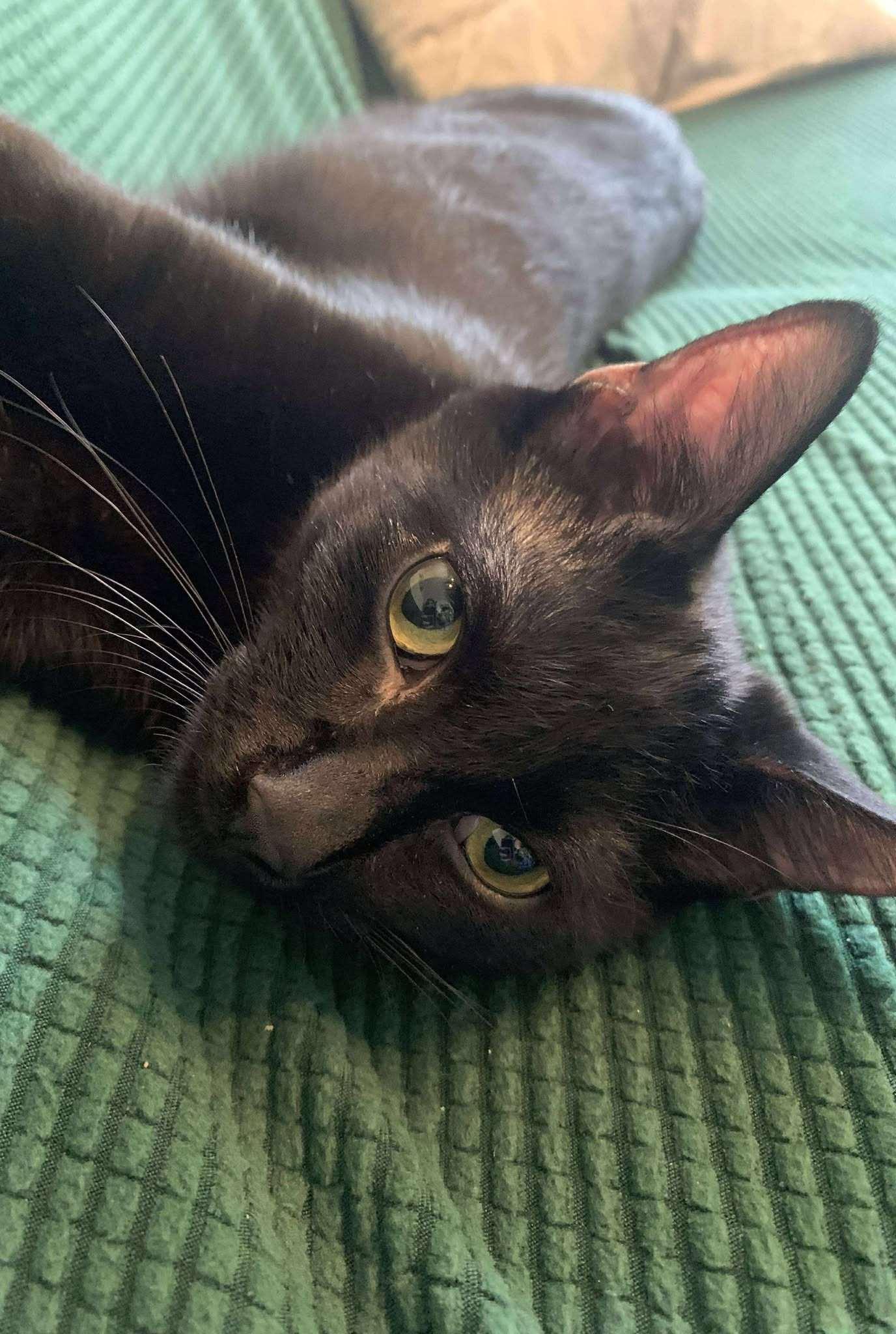 Enlarge Mystic, a Adoptable Domestic Short Hair in Nepean, ON image 1/1