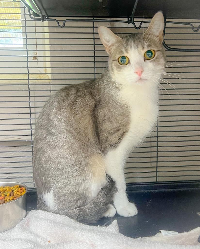 Enlarge Robin, a Adoptable mixed breed in Murray, KY image 1/2