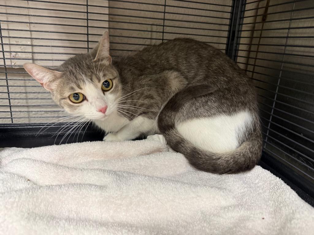 Enlarge Robin, a Adoptable mixed breed in Murray, KY image 2/2