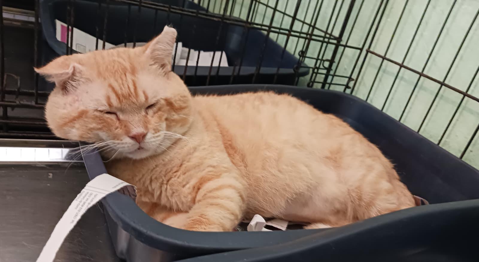Wilson, a ADOPTABLE Domestic Short Hair in San Juan, PR image 5/5