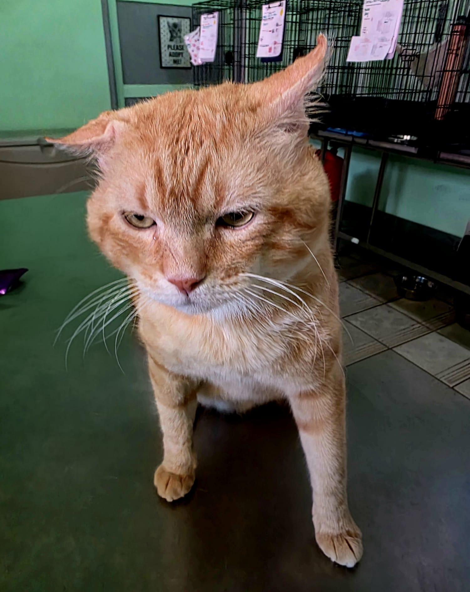 Wilson, a ADOPTABLE Domestic Short Hair in San Juan, PR image 3/5