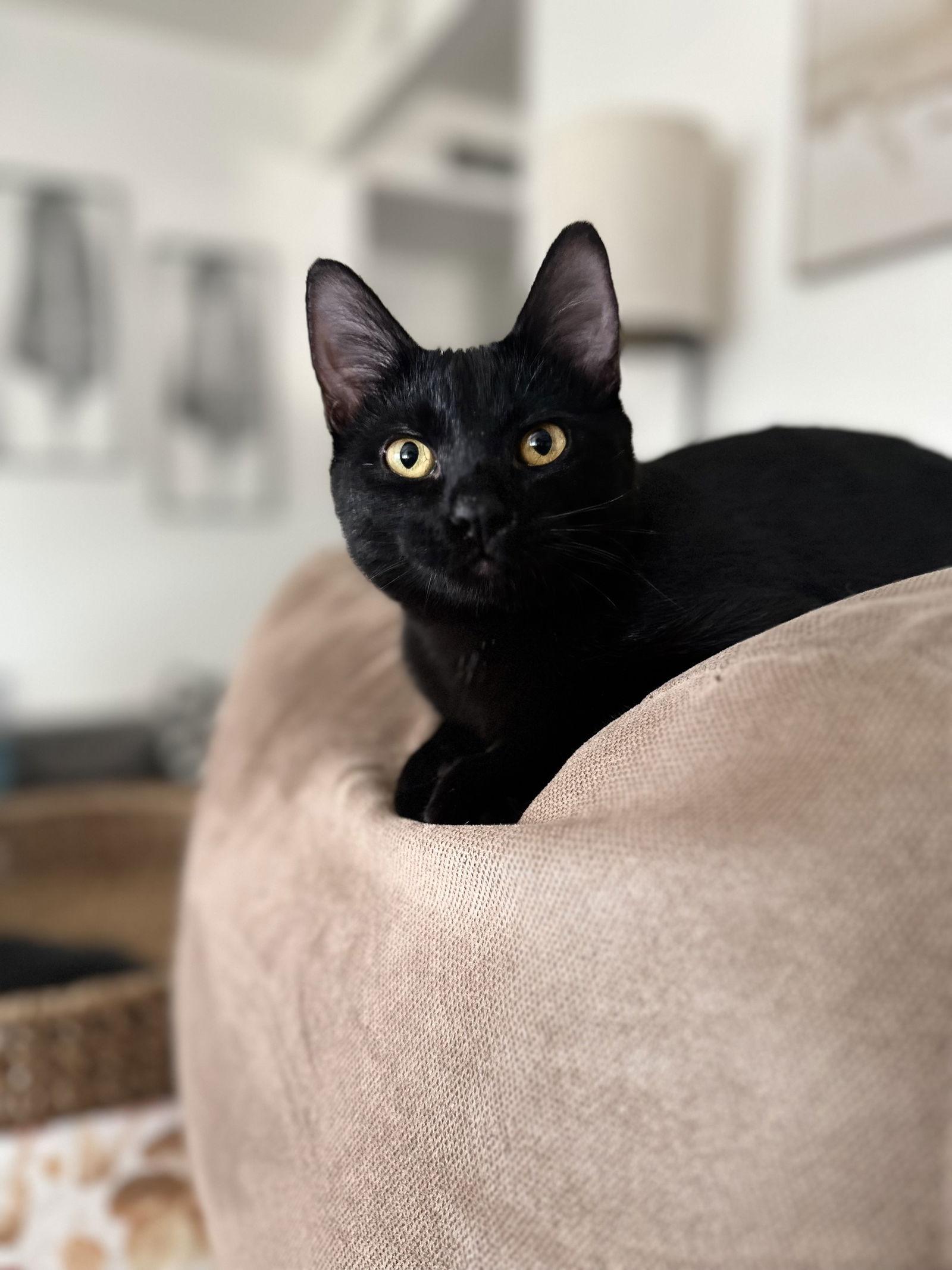 Boo ( Nicole ), Adoptable, Young Female Bombay & Domestic Short Hair.